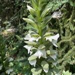 Acanthus spinosusफूल