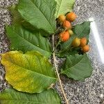 Bunchosia glandulifera Fruto