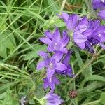 Campanula glomerata Flor