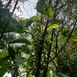 Philodendron fragrantissimum Hoja