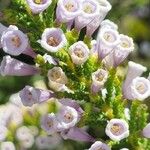 Fabiana imbricata Flower