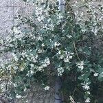 Osmanthus delavayi Kéreg/szár