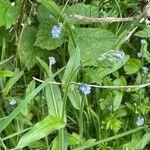 Myosotis arvensis Fulla