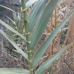 Arundo donax 葉