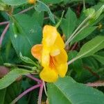 Impatiens auricoma Blomst