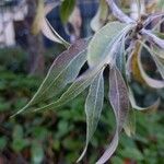 Pyrus salicifolia Leaf