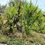 Vellozia tubiflora Συνήθη χαρακτηριστικά