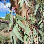 Eucalyptus camaldulensis Φύλλο