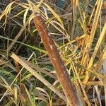 Typha × glauca Owoc