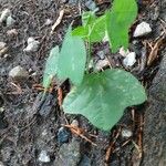 Passiflora lutea Leaf