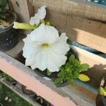 Petunia × atkinsiana Lorea