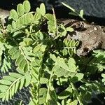 Ormocarpum trichocarpum Folha