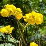 Senna spectabilis Blüte