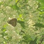 Pterostyrax hispidus Folla