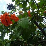 Cordia sebestena Leaf