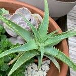 Aloe × spinosissima Hoja
