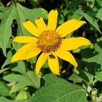 Tithonia diversifolia Blomst