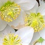 Helleborus niger Virág