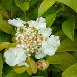 Viburnum opulusBlomst