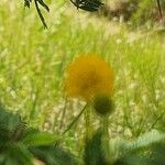 Acacia hockii Blomma