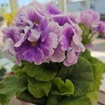 Primula hirsuta Flor