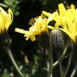 Hieracium picroides Květ