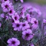 Geranium maderense Çiçek
