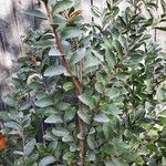 Diospyros whyteana Hoja