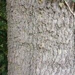 Fraxinus excelsior 樹皮