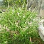 Ocimum americanum Folha