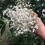 Sambucus canadensisКвітка