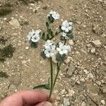 Cryptantha clevelandii പുഷ്പം