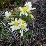 Mentzelia multiflora 花