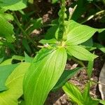 Spigelia anthelmia Blad