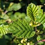 Alnus alnobetula Leaf