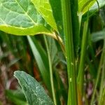 Phyteuma betonicifolium Corteza
