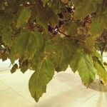 Acer tataricum Lapas