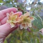 Hydrangea macrophylla Λουλούδι