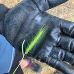 Hordeum murinumFrutto