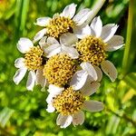 Achillea atrata Λουλούδι