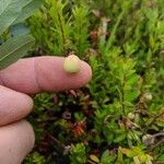 Gaultheria hispidula Frucht