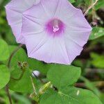 Ipomoea cordatotriloba Flower