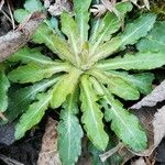 Erigeron pulchellus Leaf