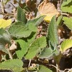 Sideritis infernalis Habit