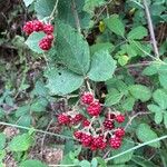 Rubus gratusFrucht