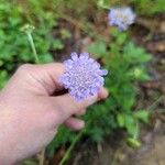 Scabiosa columbariaVirág