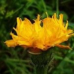 Leontodon hispidus Flower