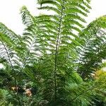 Cassia bakeriana Leaf