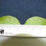 Tetrapterys discolor Other