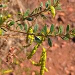 Bursaria spinosa Foglia